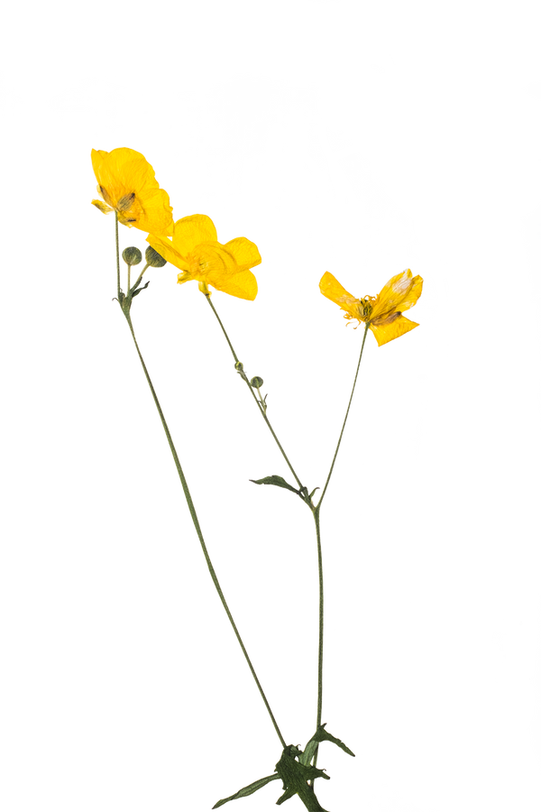 Hand Pressed Flora