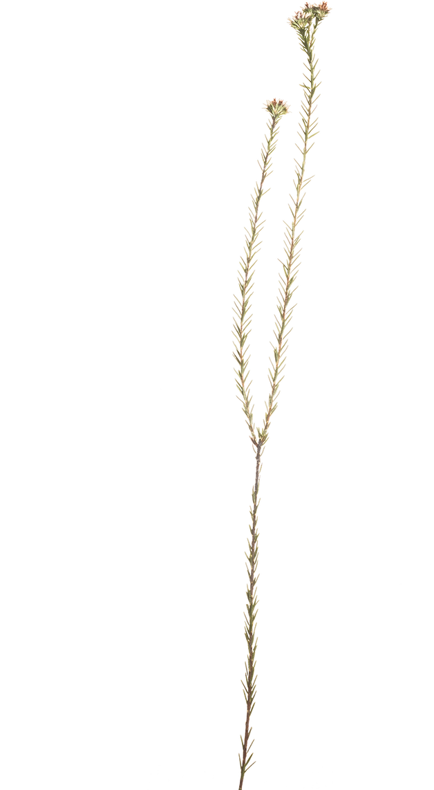 Hand Pressed Flora