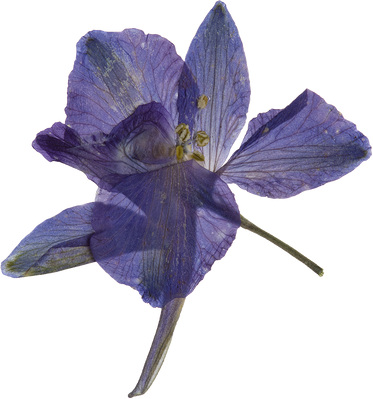 Hand Pressed Flora