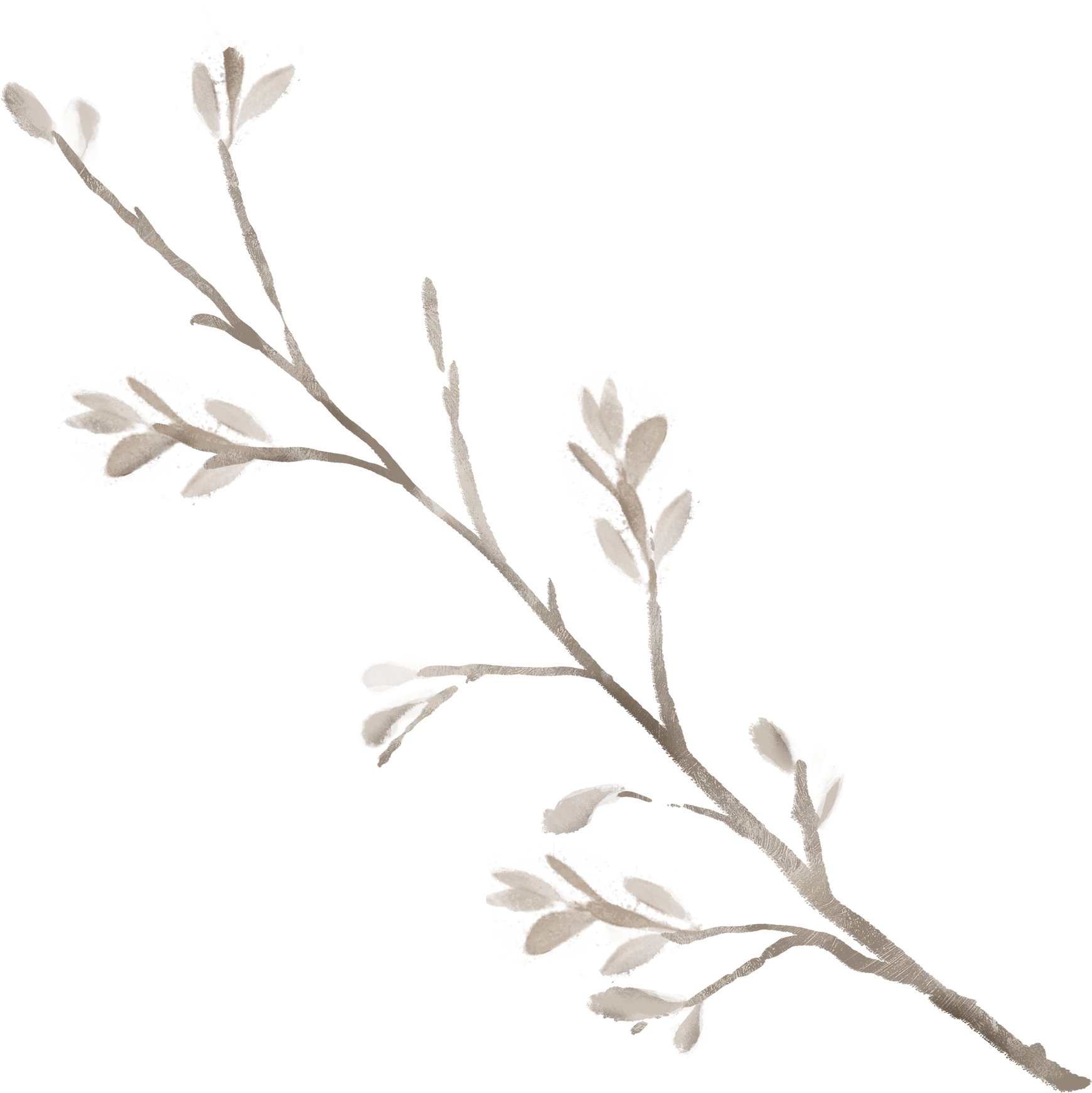 Hand Drawn Branch